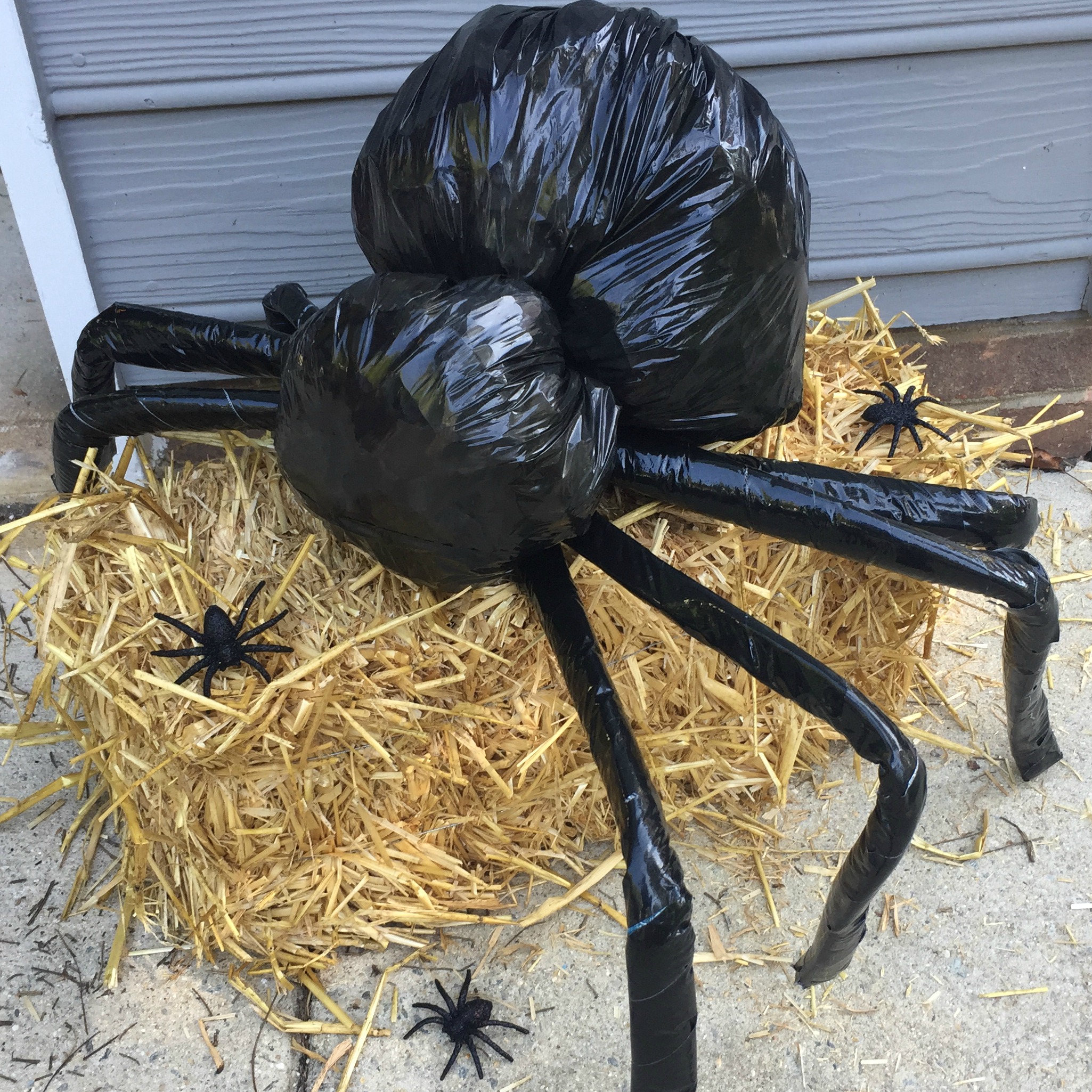 Giant Crab Spider On Trash Can